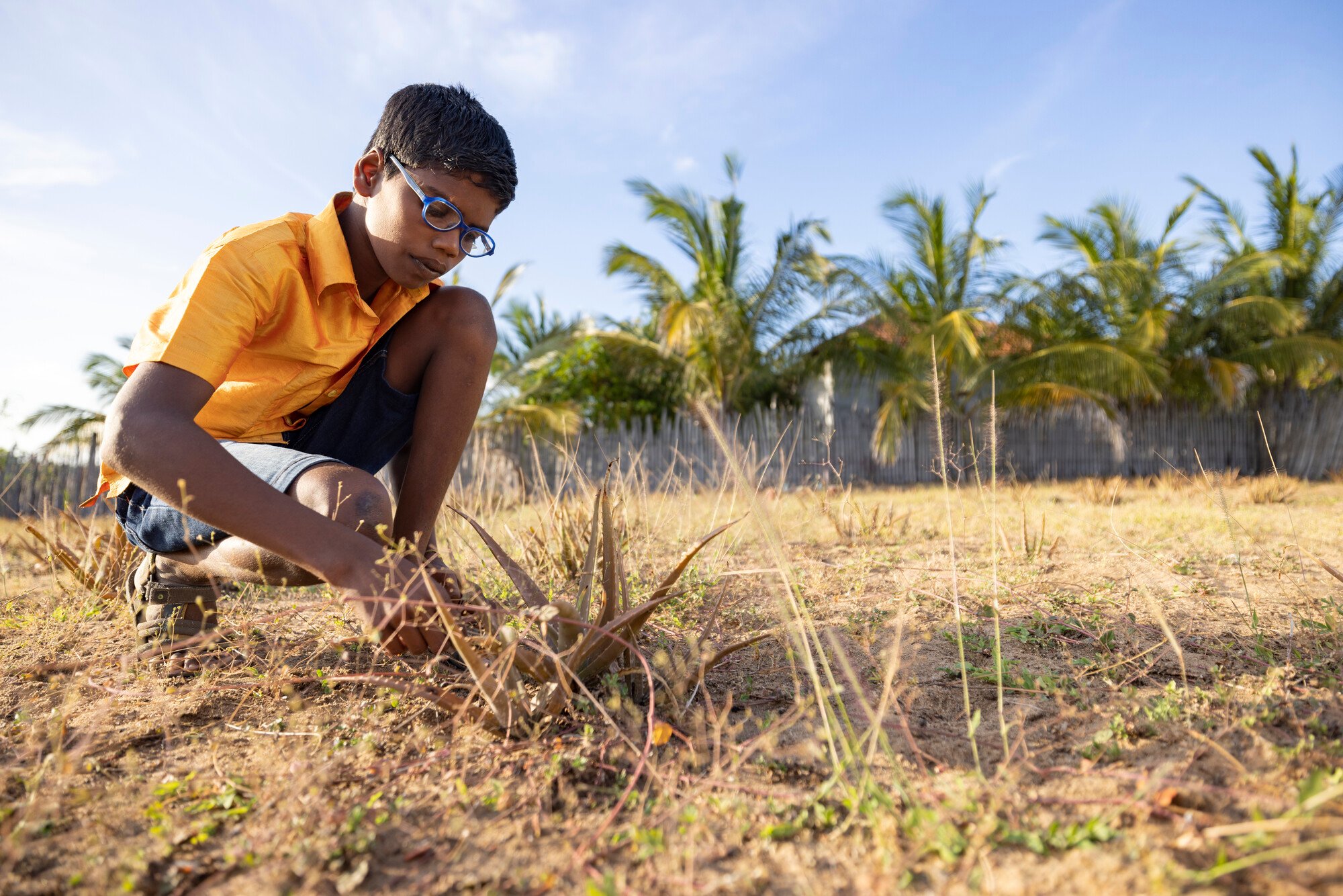 A boy in an orange shirt and glasses crouches in a dry field, tending to a plant with palm trees in the background.